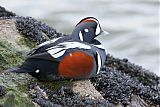 Harlequin Duckborder=